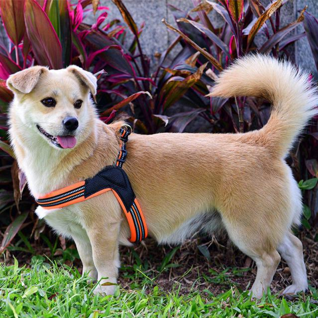 Breathable Padded Pet Harness with 2 Adjustable Bottons6