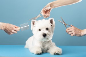 Dog gets hair cut at Pet Spa Grooming Salon. Closeup of Dog. the dog has a haircut. comb the hair, groomer concept.