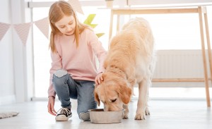 Little girl feeds golden retriever dog