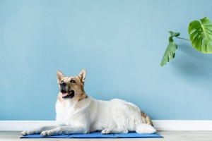 Lindo perro de raza mixta acostado sobre una alfombra fresca mirando hacia arriba sobre fondo de pared azul