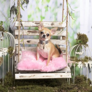 Chihuahua sentado nunha almofada rosa, en decoración pastoral