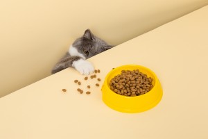 En sød grå kat og en skål mad på en gul baggrund.Rækker ud efter sin yndlingsmad, lille tyv.
